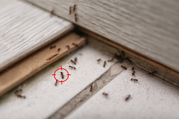 Professional Pest Control in Lexington, OK