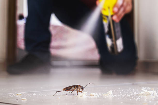 Flea Control Services in Lexington, OK